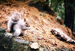 1996 - Angleterre 10